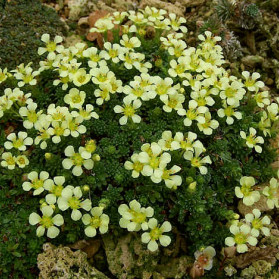 Saxifraga Sherlock Holmes (lomikámen)