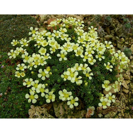 Saxifraga Sherlock Holmes (lomikámen)