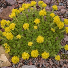 Saxifraga juniperifolia (lomikámen)