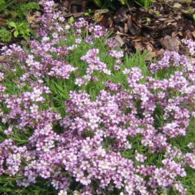 Gypsophila Knuddel (šater)