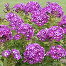 Phlox paniculata Blue Paradise (plamenka)