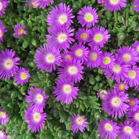 Delosperma nelli (kosmatec)