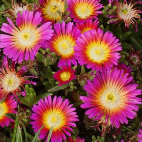 Delosperma Sunrise Hot Pink (kosmatec)