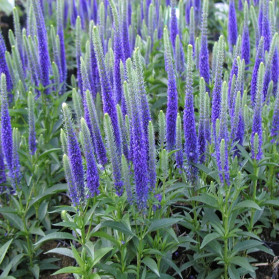 Veronica spicata Ulster Blue Dwarf (rozrazil klasnatý)