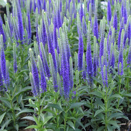 Veronica spicata Ulster Blue Dwarf (rozrazil klasnatý)