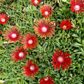 Delosperma Sunrise Red (kosmatec)