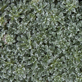 Saxifraga cochlearis Minor (lomikámen)