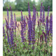Salvia nemorosa Caradonna (šalvěj hajní)