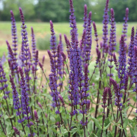 Salvia nemorosa Caradonna (šalvěj hajní)