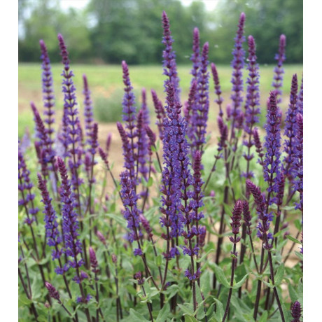 Salvia nemorosa Caradonna (šalvěj hajní)