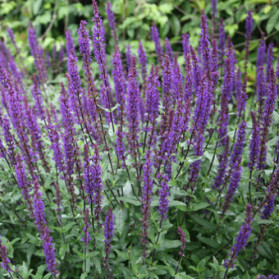 Salvia nemorosa Caradonna Compact (šalvěj hajní)