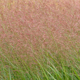 Panicum virgatum Warrior (proso prutnaté)