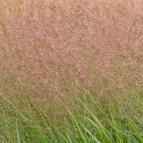 Panicum virgatum Warrior (proso prutnaté)