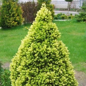 Picea glauca Sun on the Sky (smrk sivý)