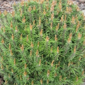 Pinus mugo Little Lady (borovice kleč)