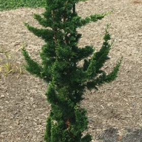 Chamaecyparis lawsoniana Wissel's Saguaro (cypřišek Lawsonův)