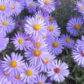 Aster dumosus Paleček (hvězdnice)