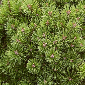 Pinus mugo Boží Dar (borovice kleč)