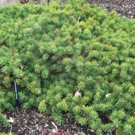 Pinus banksiana Schoodic (borovice Banksova)