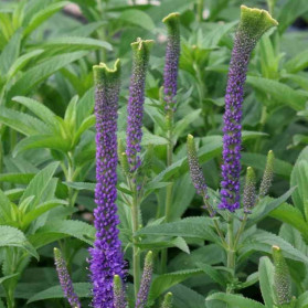 Veronica spicata Christa (rozrazil klasnatý)
