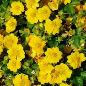 Potentilla crantzii Goldrausch (mochna)