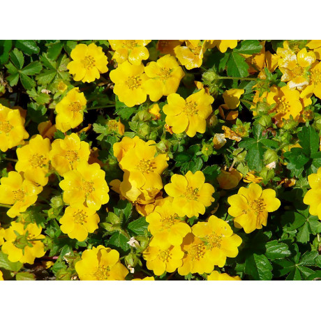 Potentilla crantzii Goldrausch (mochna)