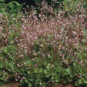 Saxifraga London Pride (lomikámen)