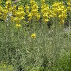 Asphodeline lutea (asfodlka žlutá)