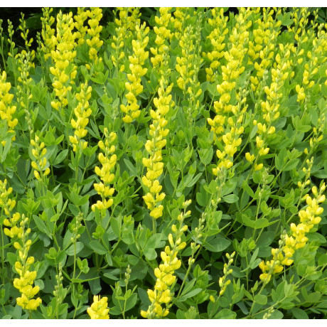 Baptisia sphaerocarpa (baptisie)