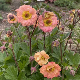 Geum Mai Tai (kuklík)