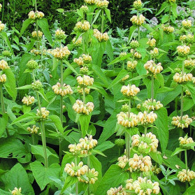 Phlomis russeliana (sápa)