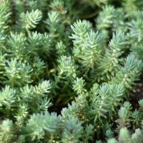 Sedum reflexum Red Silver (rozchodník)