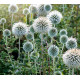 Echinops bannaticus Star Frost (bělotrn banátský)