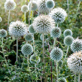 Echinops bannaticus Star Frost (bělotrn banátský)