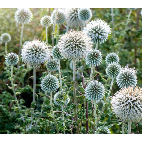 Echinops bannaticus Star Frost (bělotrn banátský)
