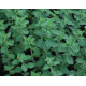 Origanum vulgare Hot and Spicy (dobromysl)