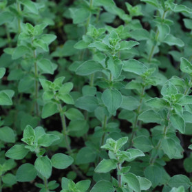Origanum vulgare Hot and Spicy (dobromysl)