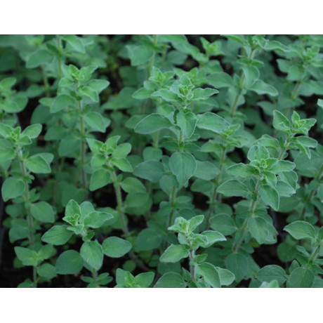 Origanum vulgare Hot and Spicy (dobromysl)