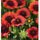 Gaillardia aristata Spin Top Red (kokarda osinatá)