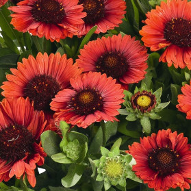 Gaillardia aristata Spin Top Red (kokarda osinatá)