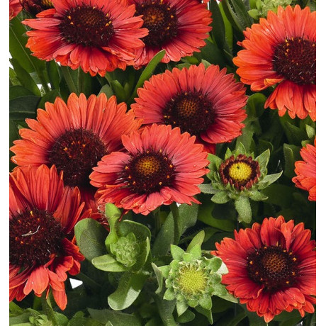 Gaillardia aristata Spin Top Red (kokarda osinatá)