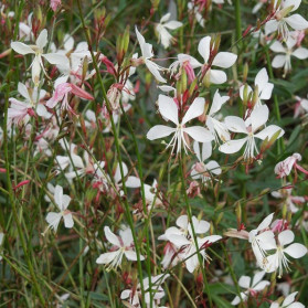 Gaura lindheimeri Whirling Butterflies (svíčkovec)
