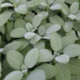 Salvia officinalis Berggarten (šalvěj lékařská)