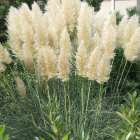 Cortaderia selloana Senior (kortaderie)