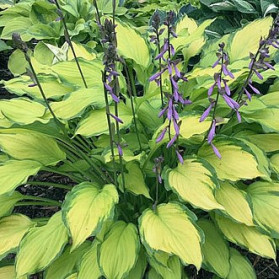 Hosta Lady Guinevere (bohyška)