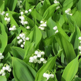 Convallaria majalis (konvalinka)
