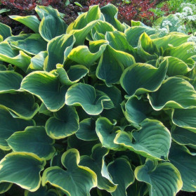 Hosta Sagae (bohyška)