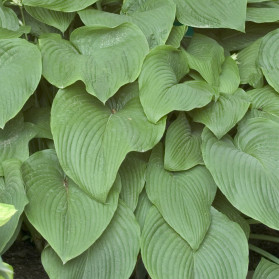 Hosta T Rex (bohyška)