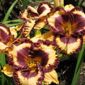 Hemerocallis Open My Eyes (denivka)