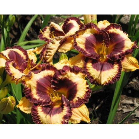 Hemerocallis Open My Eyes (denivka)